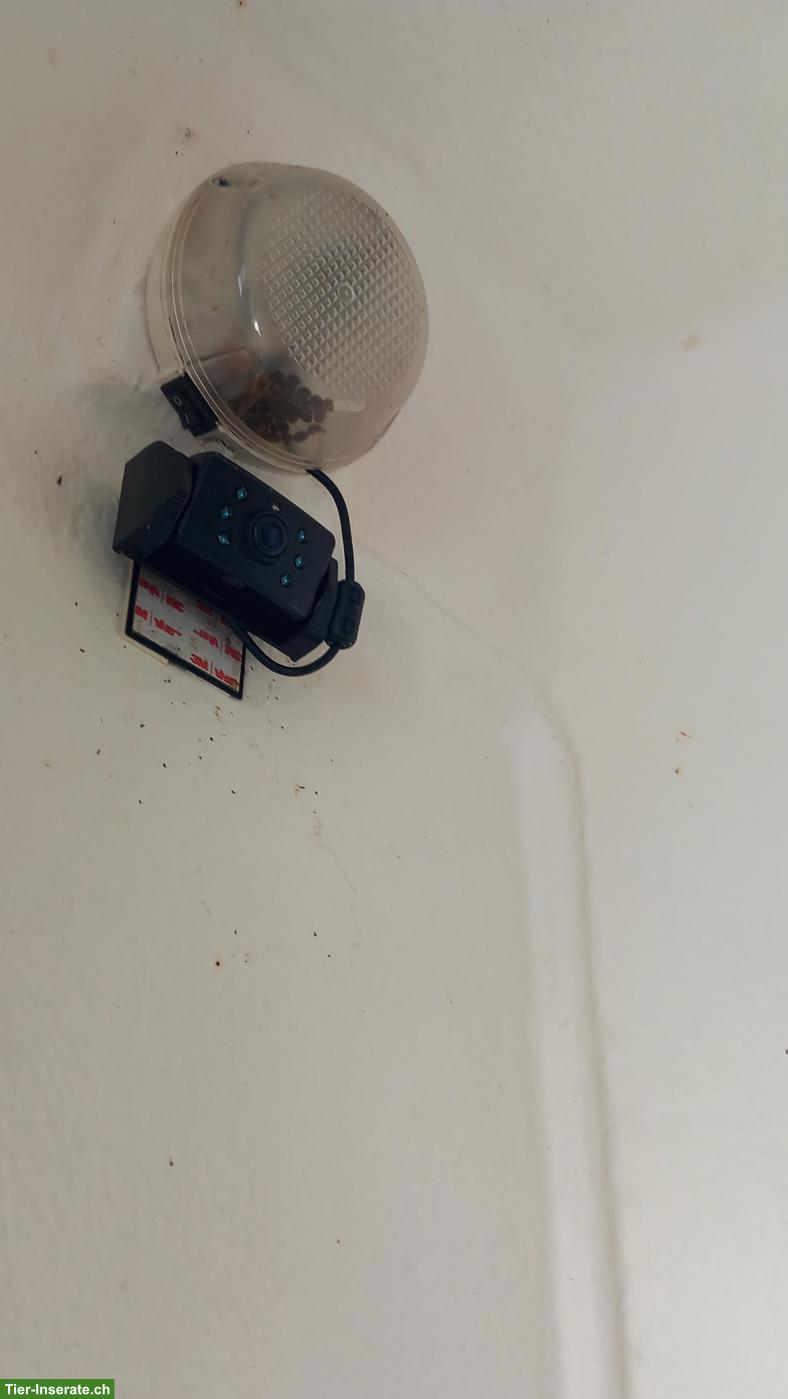 Bild 6: Gebrauchter Pferdeanhänger zu verkaufen