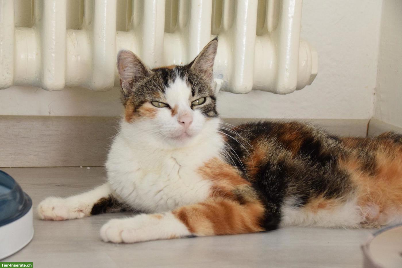 Dreifarbige Katze wünscht sich ein Zuhause, in dem sie geliebt wird