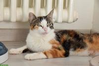 Dreifarbige Katze wünscht sich ein Zuhause, in dem sie geliebt wird