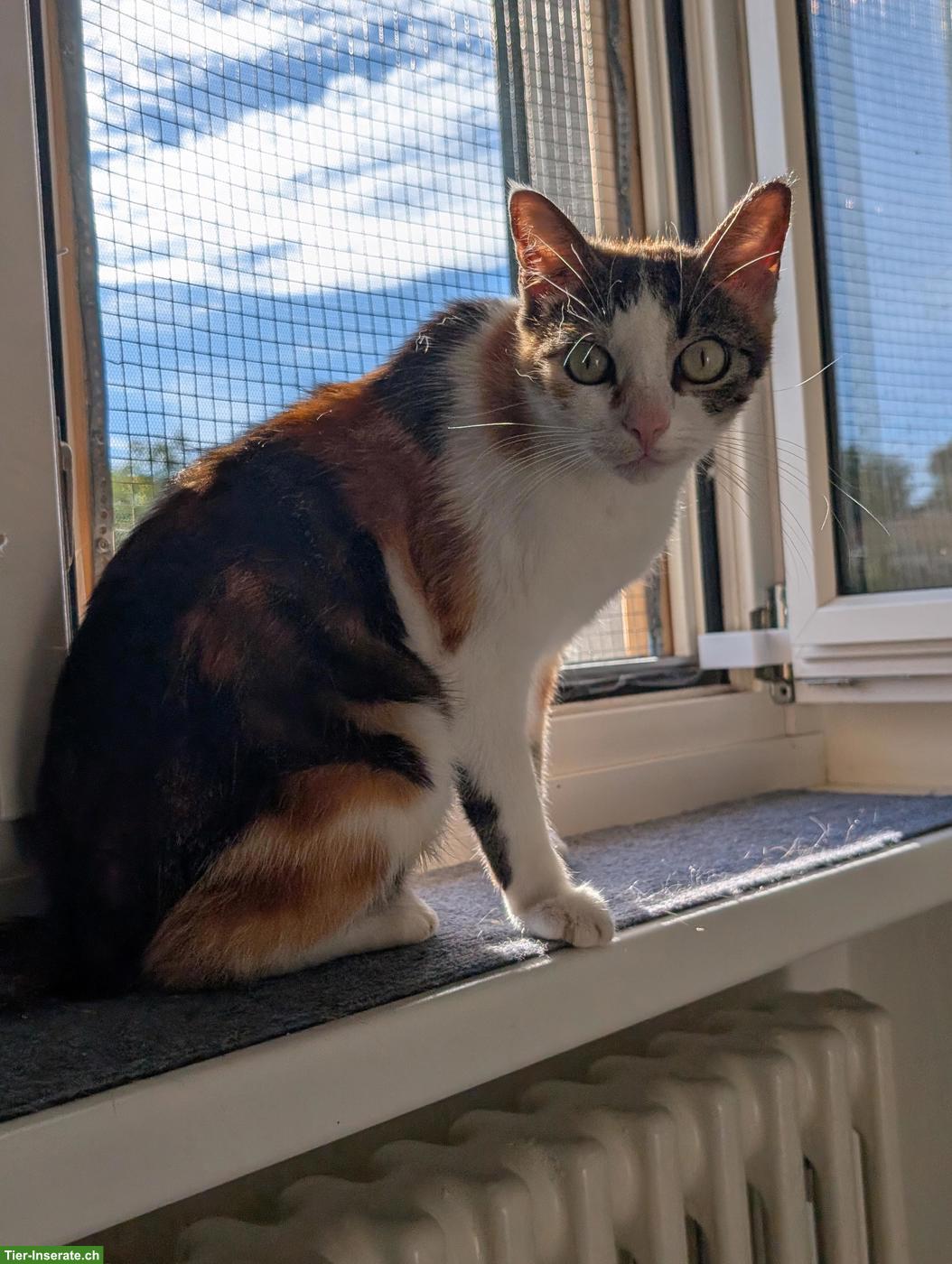 Bild 10: Dreifarbige Katze wünscht sich ein Zuhause, in dem sie geliebt wird