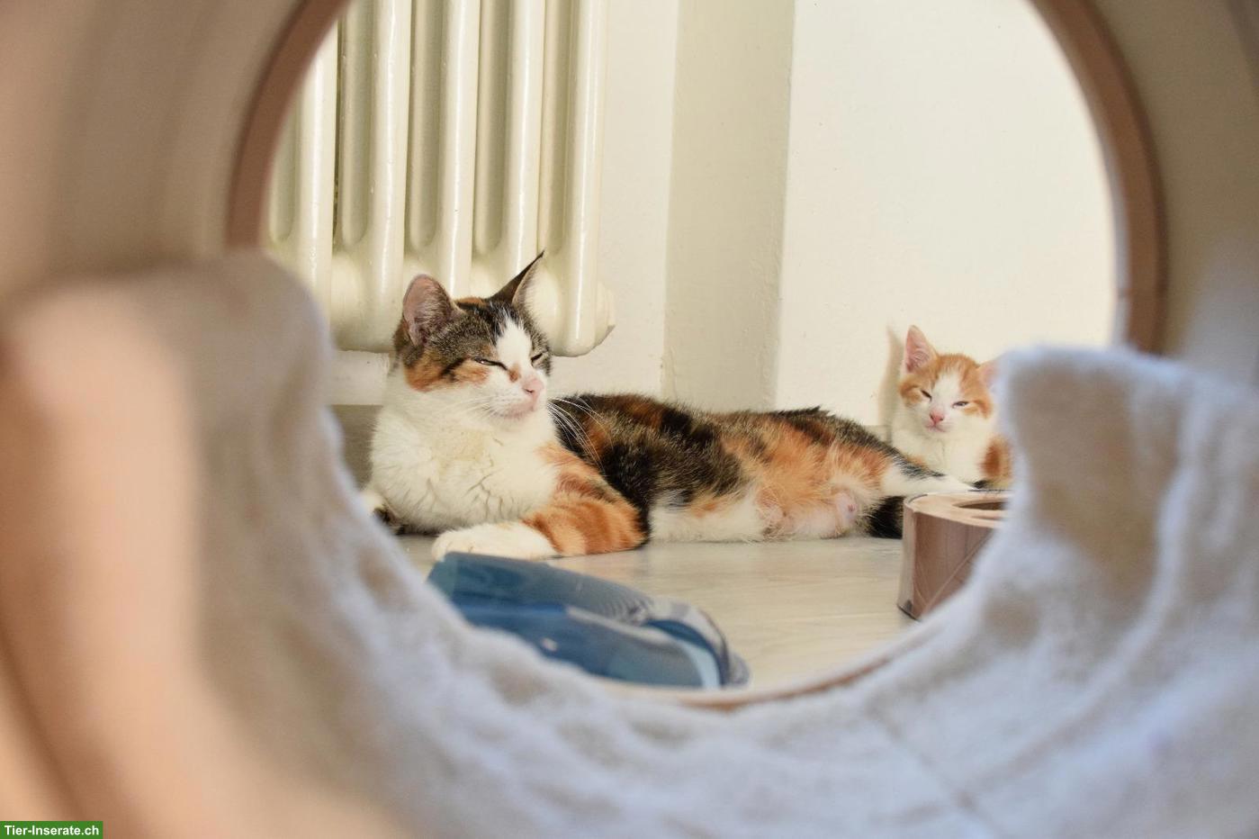 Bild 2: Dreifarbige Katze wünscht sich ein Zuhause, in dem sie geliebt wird