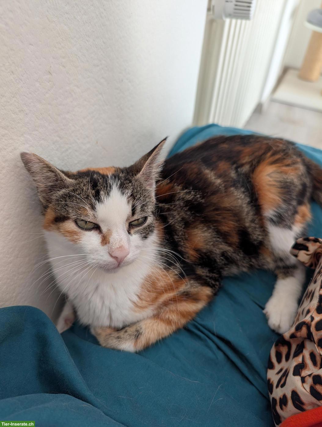 Bild 3: Dreifarbige Katze wünscht sich ein Zuhause, in dem sie geliebt wird