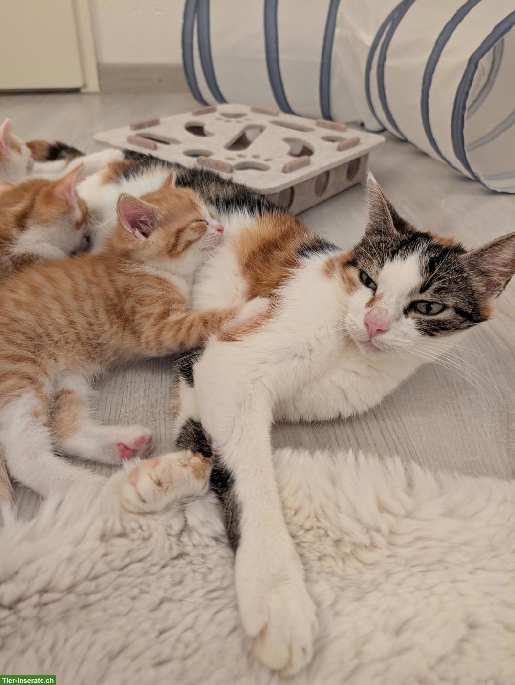 Bild 4: Dreifarbige Katze wünscht sich ein Zuhause, in dem sie geliebt wird