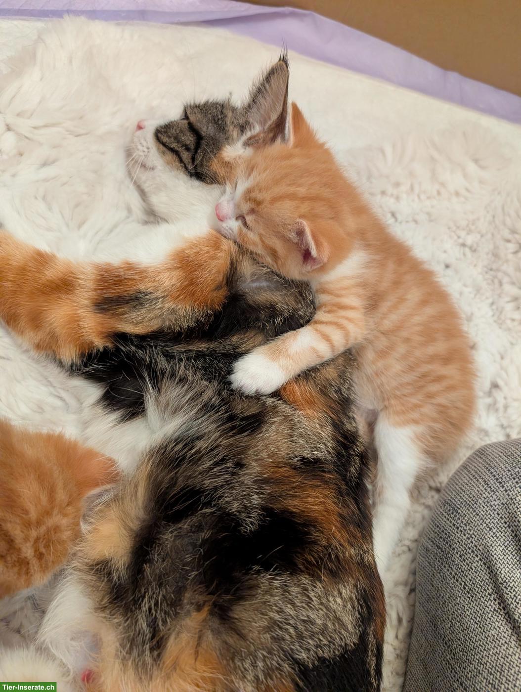 Bild 5: Dreifarbige Katze wünscht sich ein Zuhause, in dem sie geliebt wird