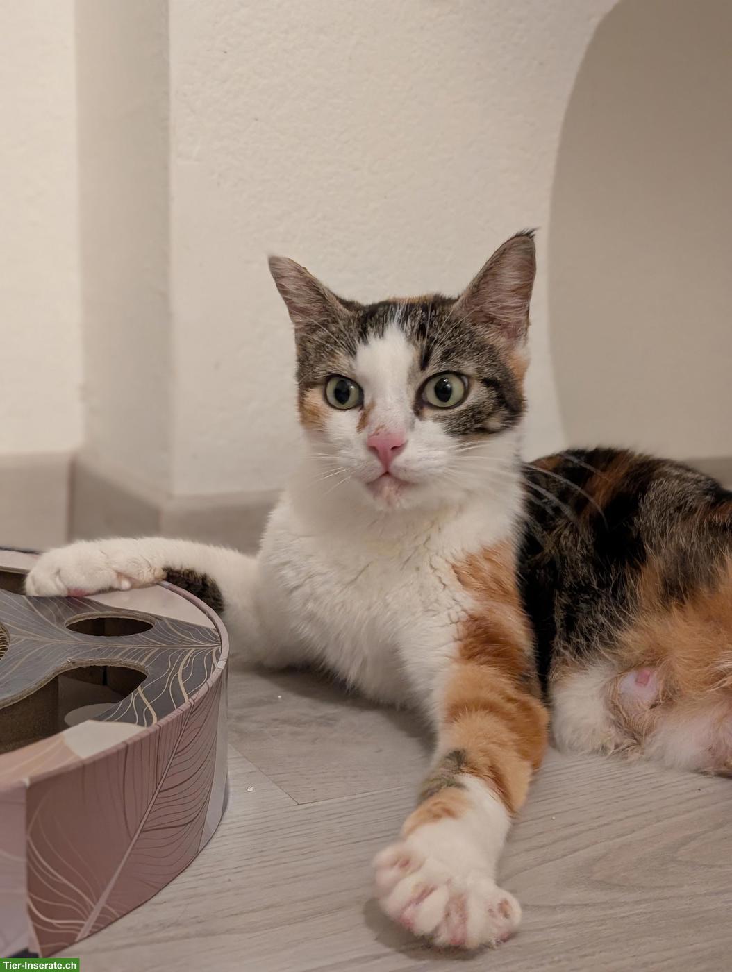 Bild 6: Dreifarbige Katze wünscht sich ein Zuhause, in dem sie geliebt wird