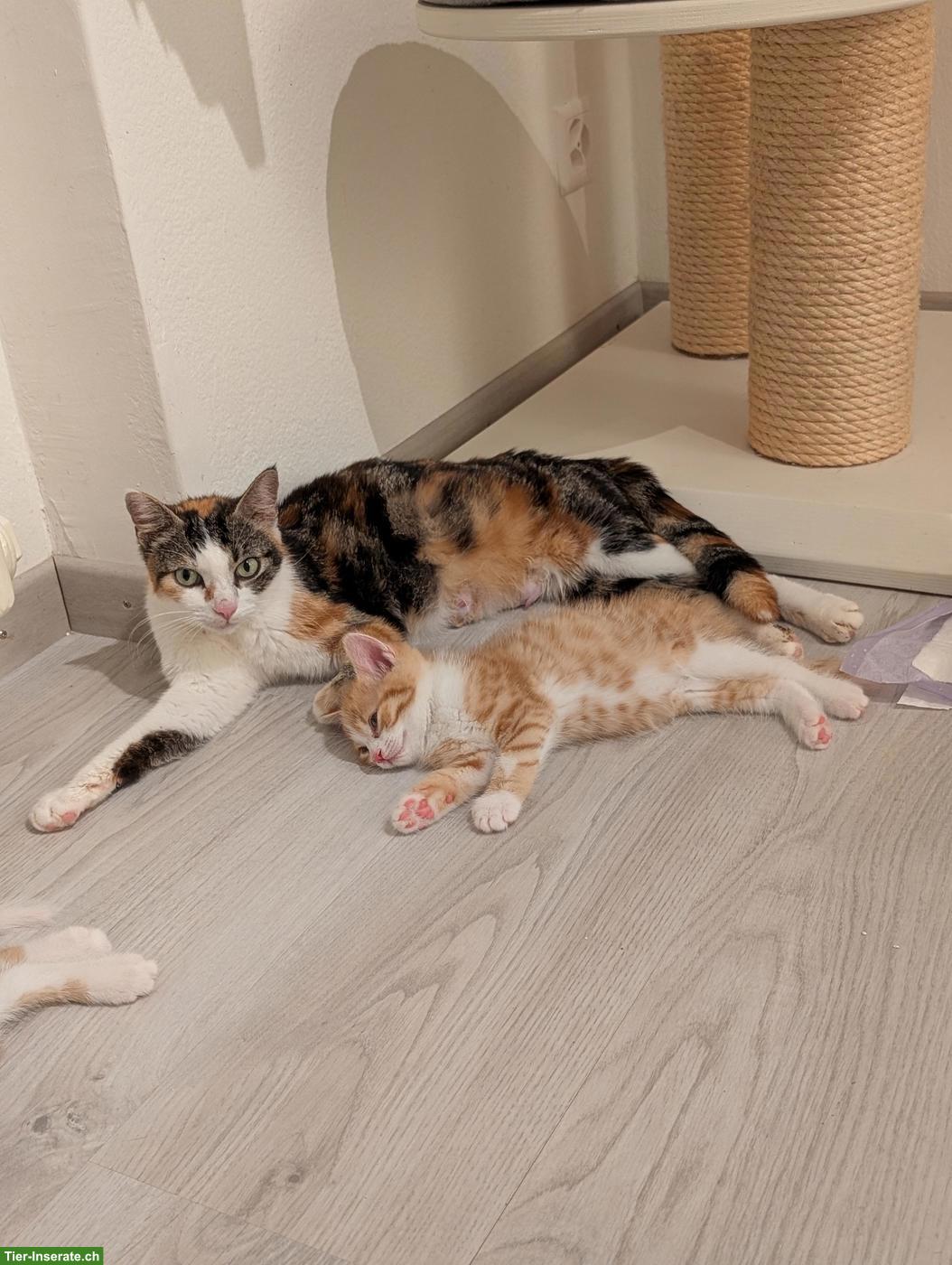 Bild 7: Dreifarbige Katze wünscht sich ein Zuhause, in dem sie geliebt wird