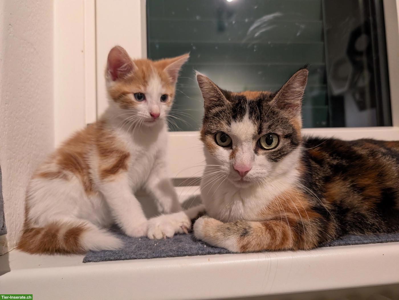 Bild 8: Dreifarbige Katze wünscht sich ein Zuhause, in dem sie geliebt wird