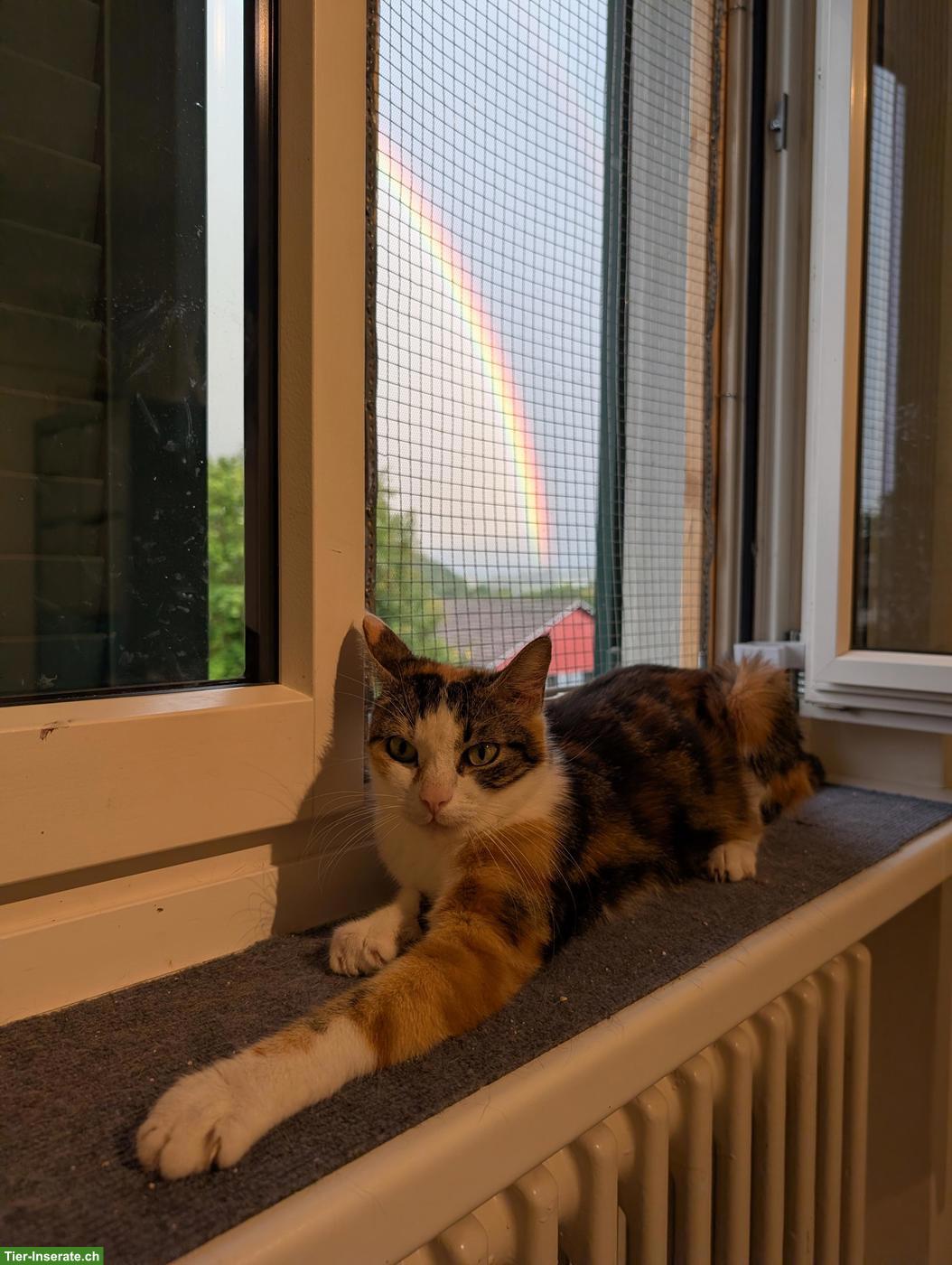 Bild 9: Dreifarbige Katze wünscht sich ein Zuhause, in dem sie geliebt wird