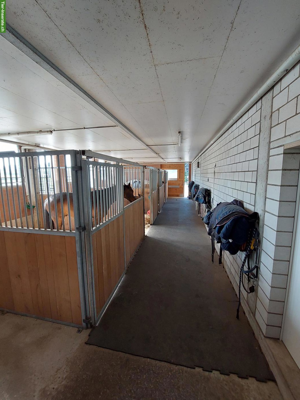 Bild 2: Auslaufbox zu vermieten in Cham ZG