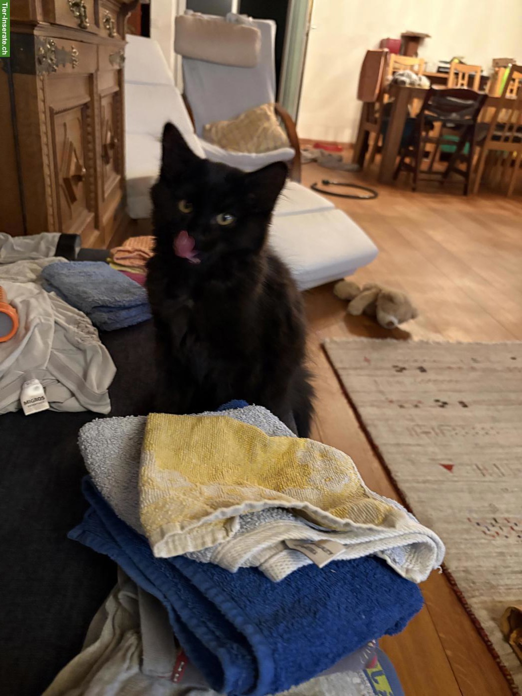 Schwarzes Kitten mit mittellangem Haar