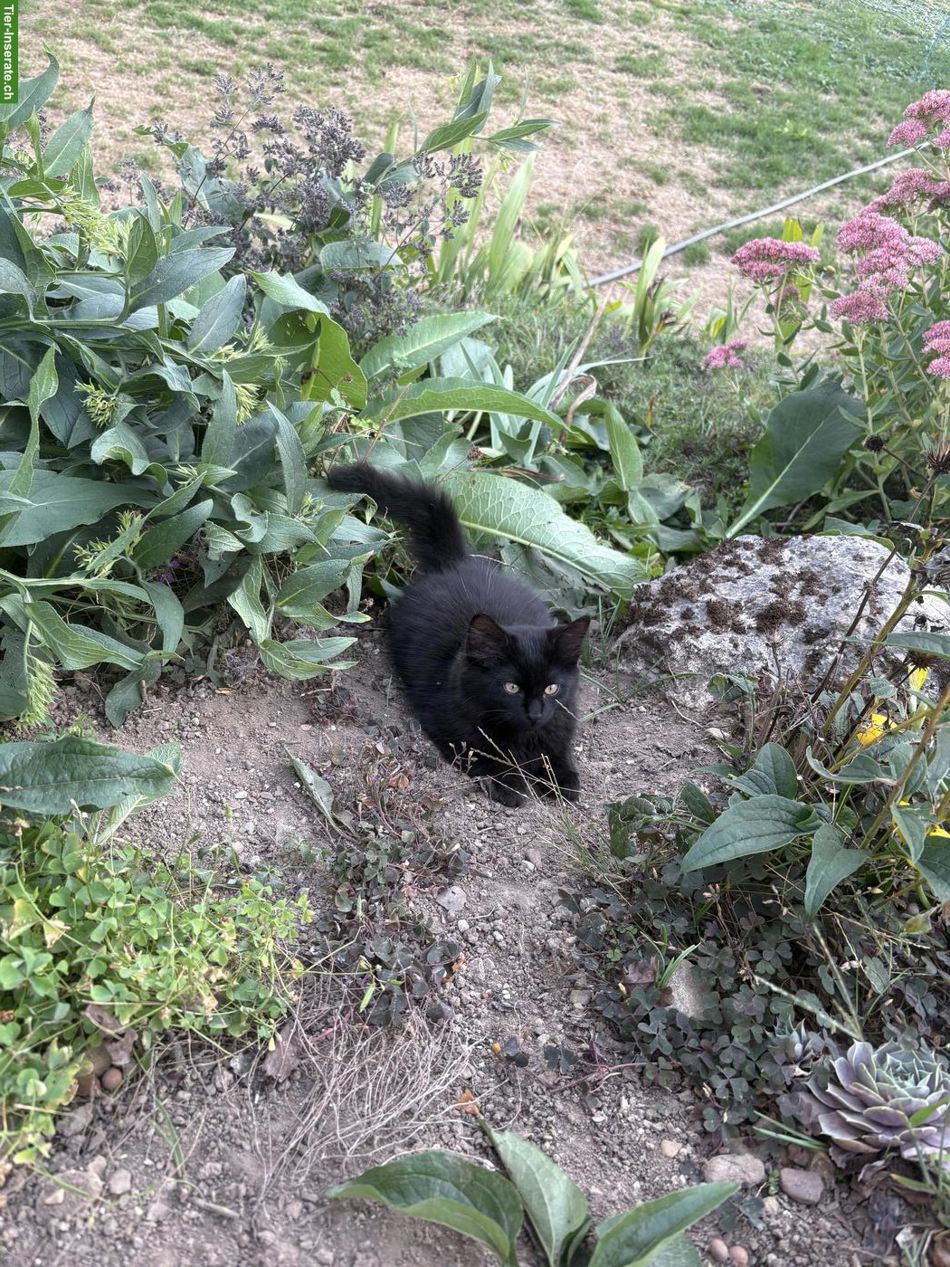 Bild 2: Schwarzes Kitten mit mittellangem Haar