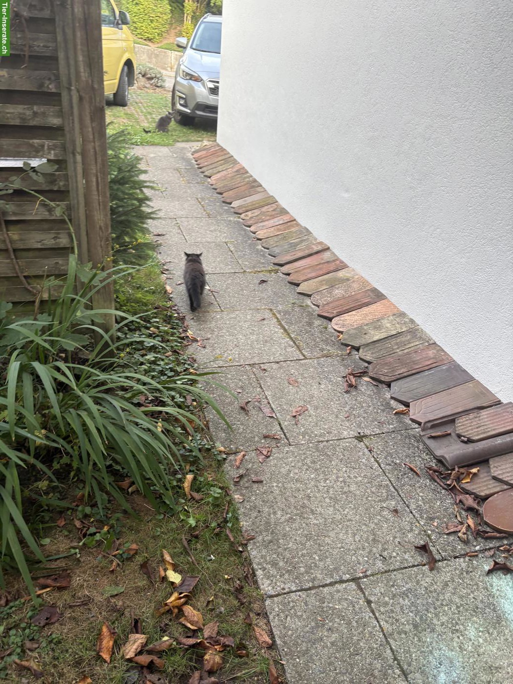 Bild 3: Schwarzes Kitten mit mittellangem Haar