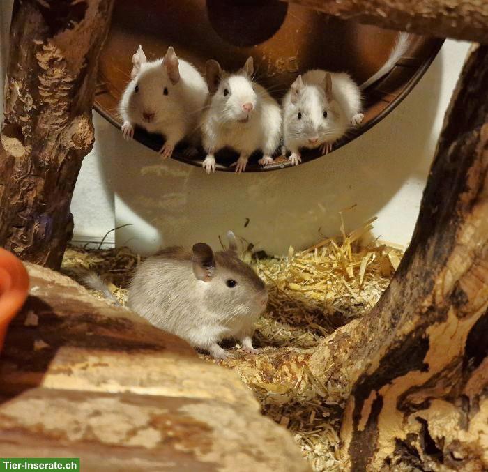 4 Degu-Weibchen mit Terrarium suchen neues Zuhause