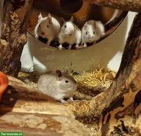 4 Degu-Weibchen mit Terrarium suchen neues Zuhause