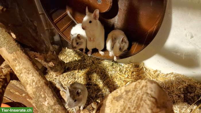 Bild 10: 4 Degu-Weibchen mit Terrarium suchen neues Zuhause