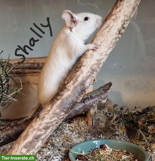 Bild 2: 4 Degu-Weibchen mit Terrarium suchen neues Zuhause