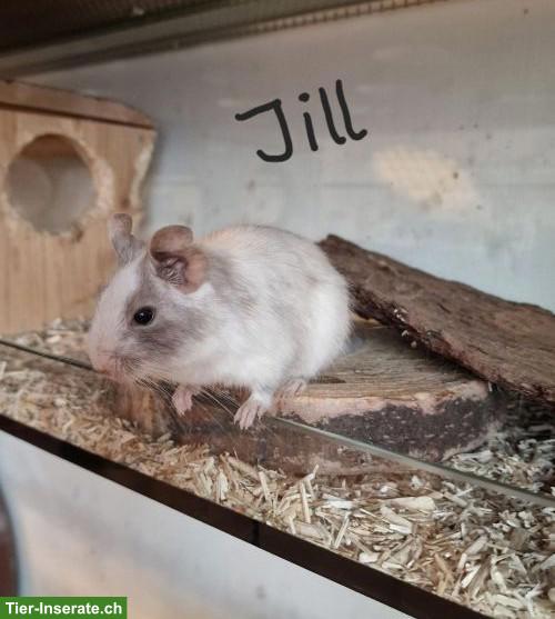 Bild 3: 4 Degu-Weibchen mit Terrarium suchen neues Zuhause