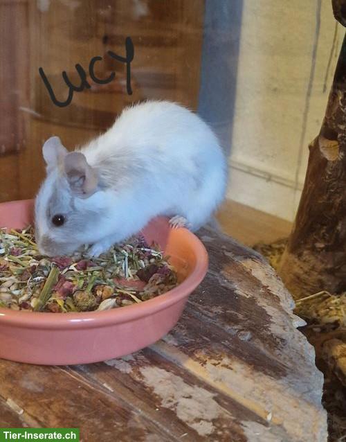Bild 4: 4 Degu-Weibchen mit Terrarium suchen neues Zuhause