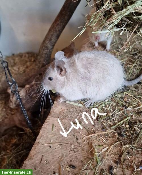 Bild 5: 4 Degu-Weibchen mit Terrarium suchen neues Zuhause