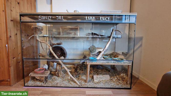 Bild 6: 4 Degu-Weibchen mit Terrarium suchen neues Zuhause