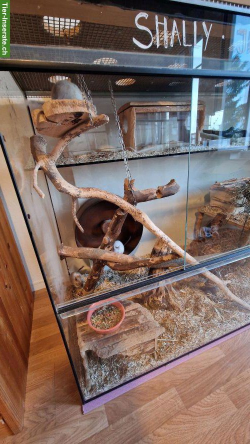 Bild 7: 4 Degu-Weibchen mit Terrarium suchen neues Zuhause