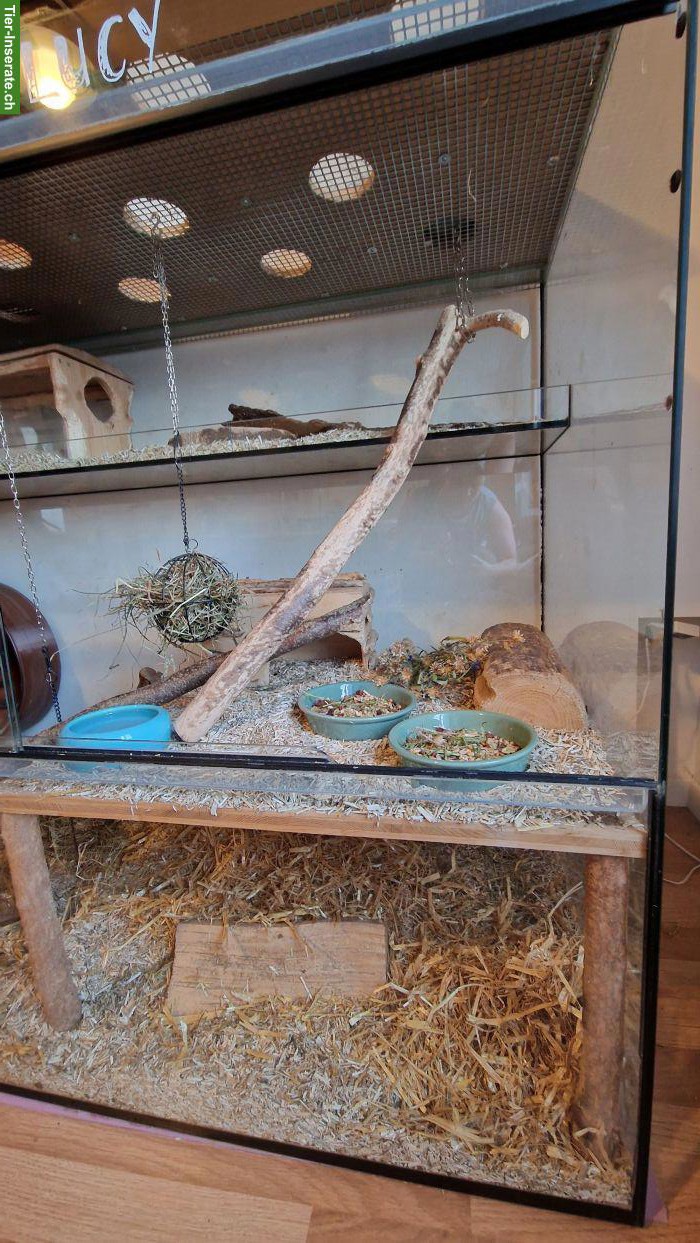 Bild 8: 4 Degu-Weibchen mit Terrarium suchen neues Zuhause