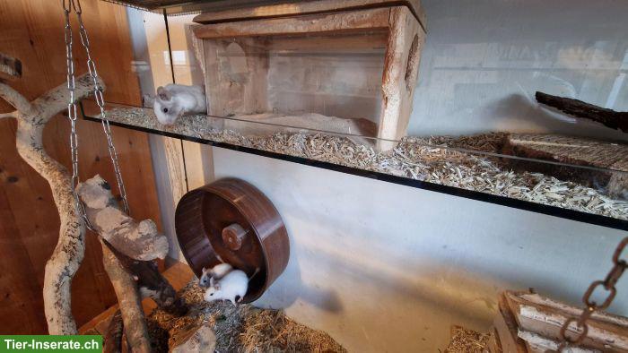 Bild 9: 4 Degu-Weibchen mit Terrarium suchen neues Zuhause