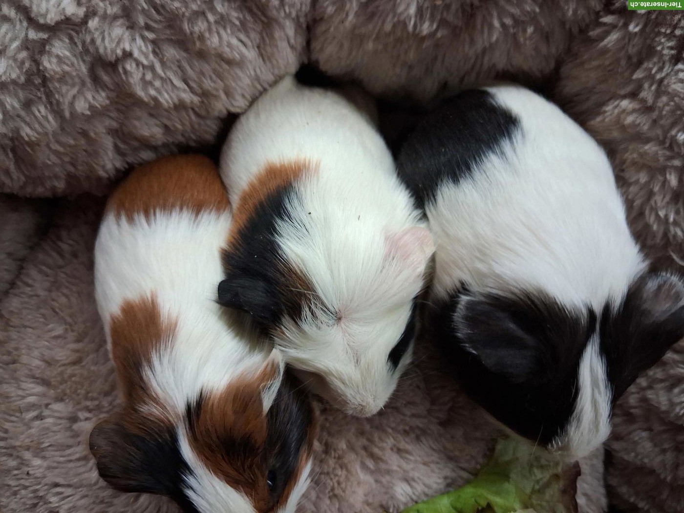 Herziges junges Meerschweinchen Trio zu verkaufen
