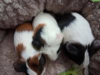 Herziges junges Meerschweinchen Trio zu verkaufen