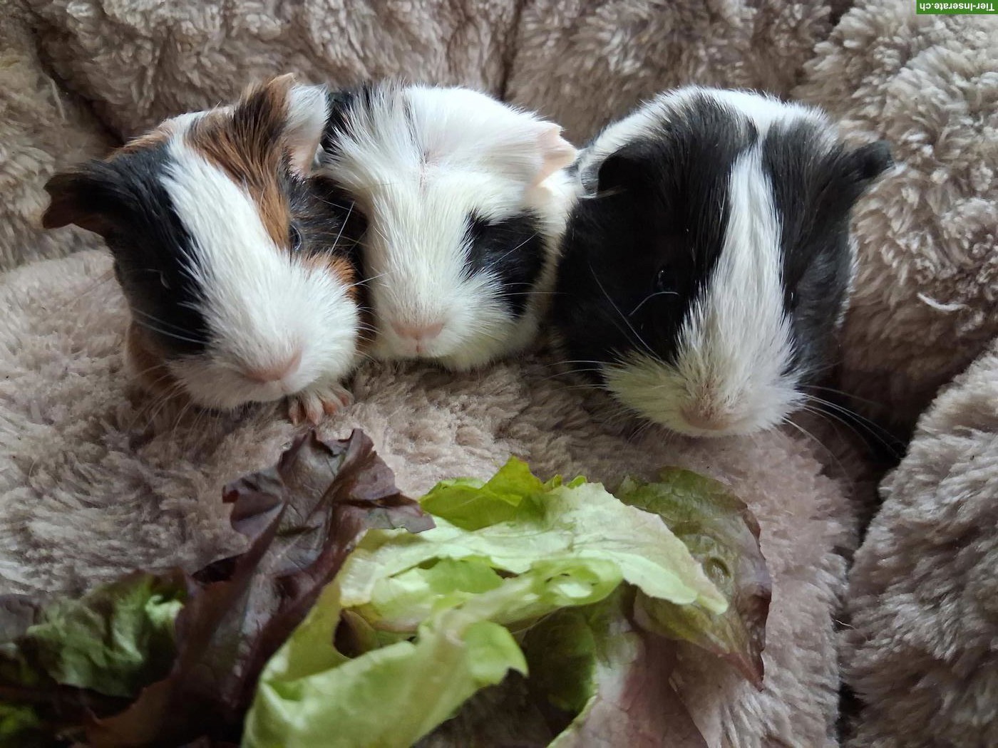 Bild 3: Herziges junges Meerschweinchen Trio zu verkaufen