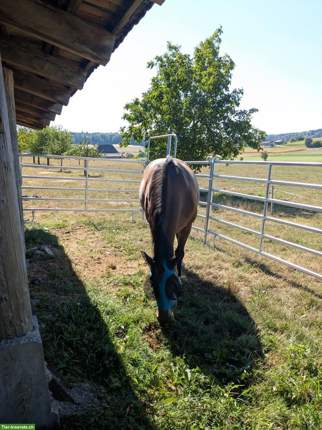 Bild 3: Freie Offenstallplätze in der Region Burgdorf
