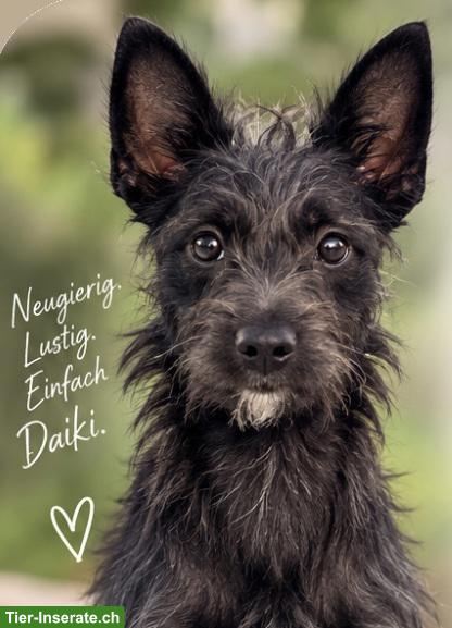 Xoloitzcuintle Rüde Daiki sucht besondere Menschen