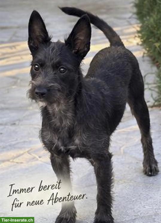 Bild 2: Xoloitzcuintle Rüde Daiki sucht besondere Menschen