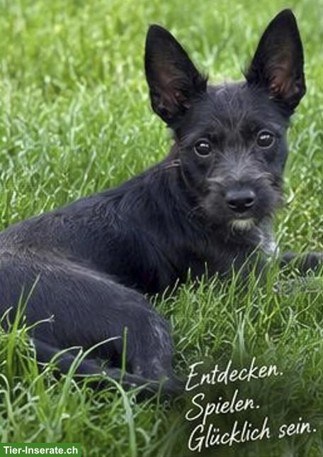 Bild 3: Xoloitzcuintle Rüde Daiki sucht besondere Menschen