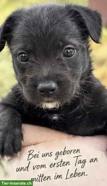 Bild 4: Xoloitzcuintle Rüde Daiki sucht besondere Menschen