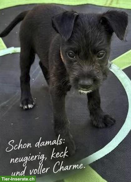Bild 5: Xoloitzcuintle Rüde Daiki sucht besondere Menschen