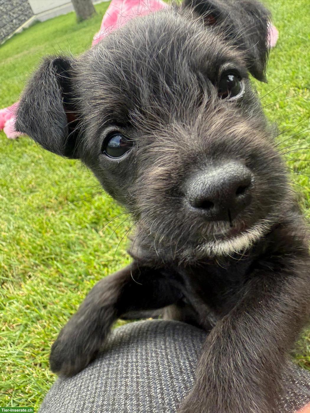 Bild 6: Xoloitzcuintle Rüde Daiki sucht besondere Menschen