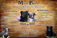 Australian Shepherd Welpen | Wurfankündigung