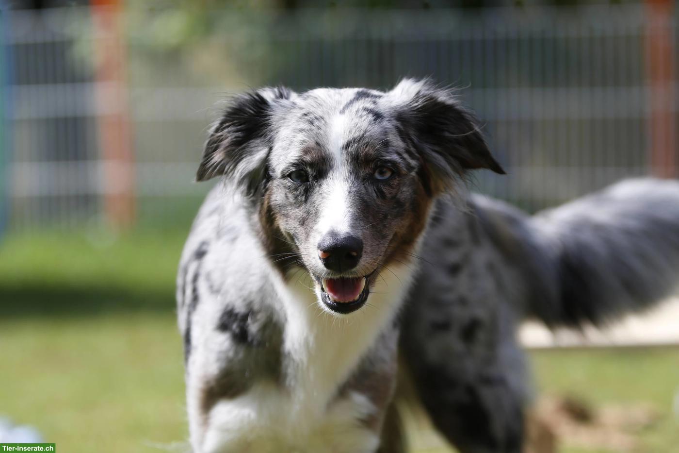 Bild 2: Australian Shepherd Welpen | Wurfankündigung