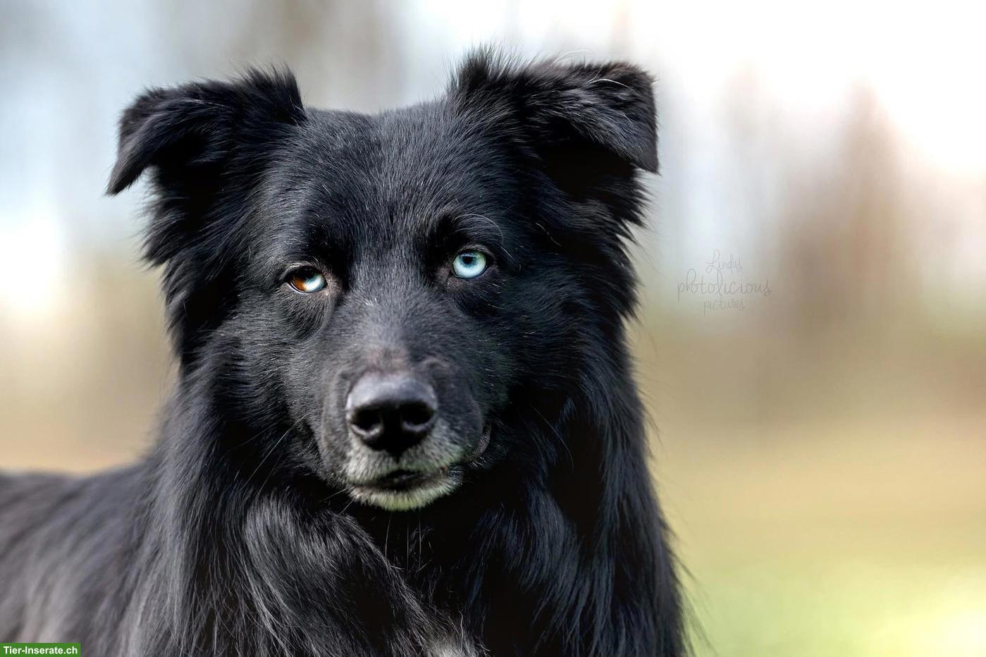 Bild 3: Australian Shepherd Welpen | Wurfankündigung