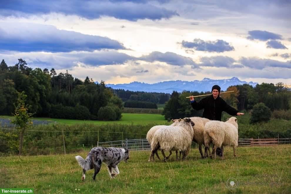 Bild 4: Australian Shepherd Welpen | Wurfankündigung