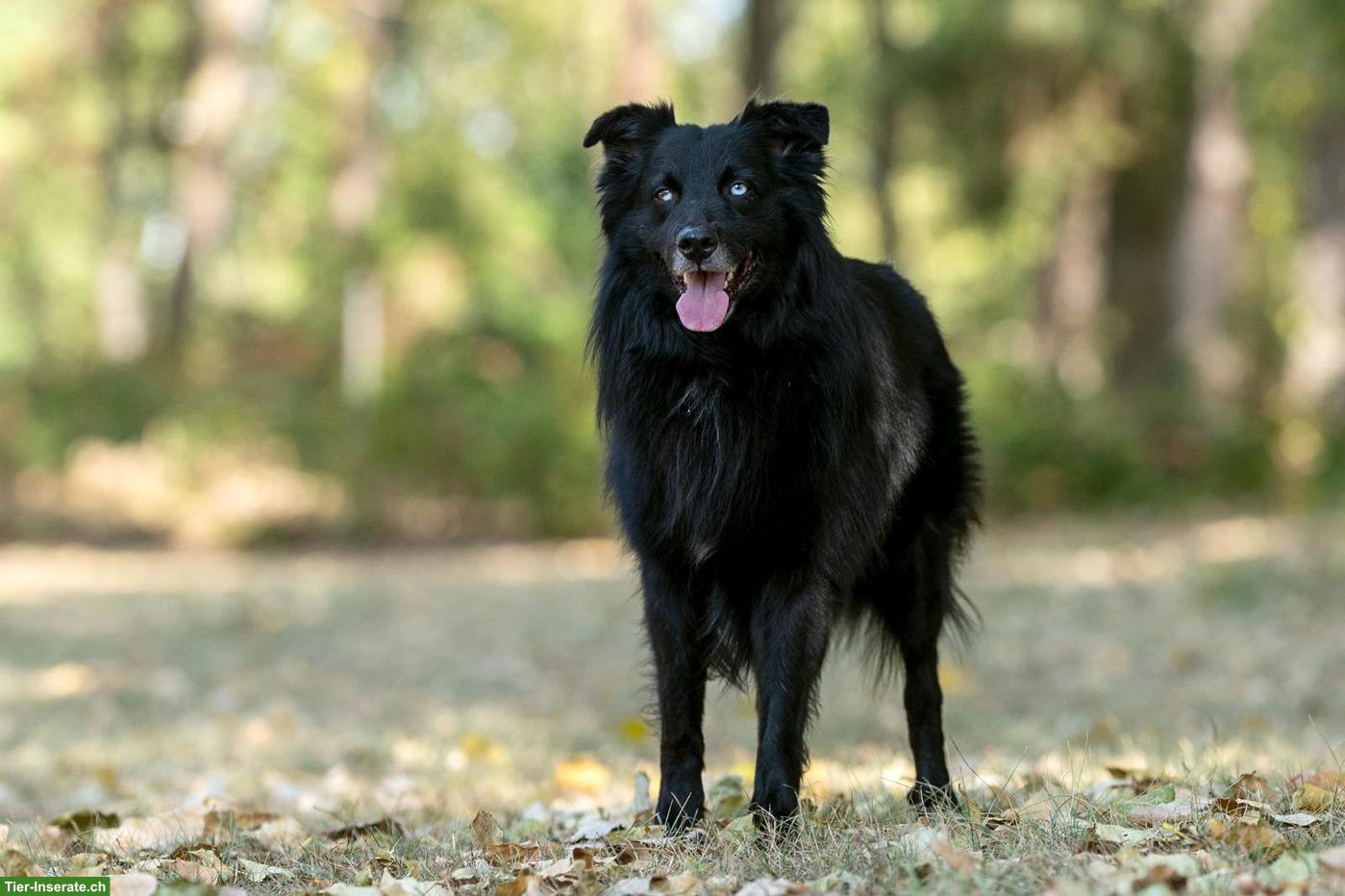 Bild 5: Australian Shepherd Welpen | Wurfankündigung