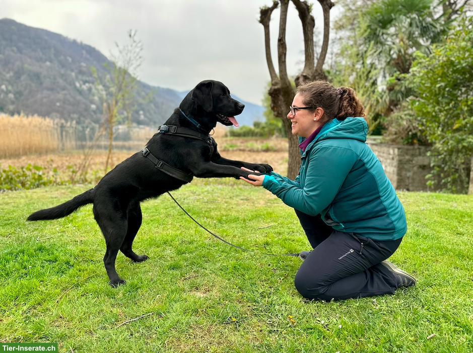 Pawsome Hundeschule Zug