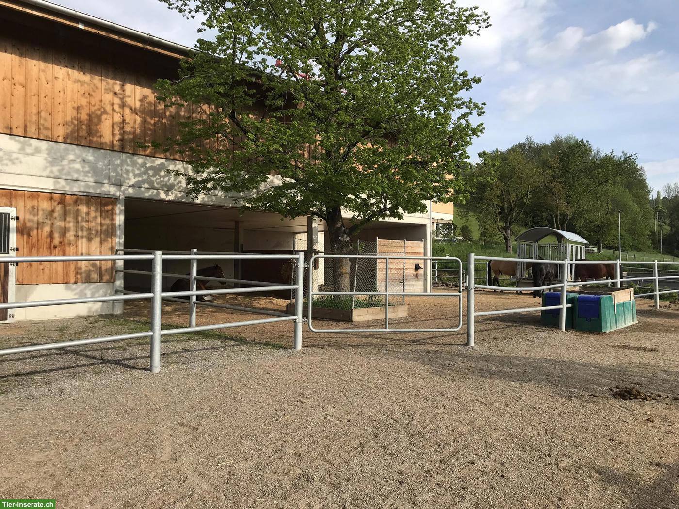 Bild 4: Offenstallplatz frei für Stute und Wallach in Toffen BE