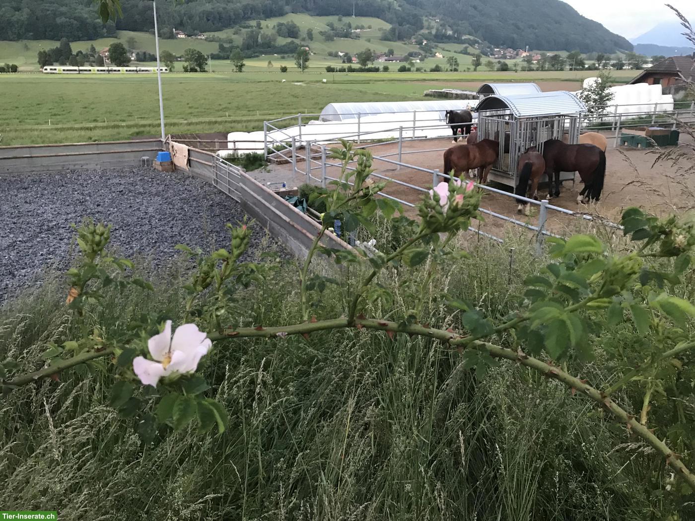 Bild 7: Offenstallplatz frei für Stute und Wallach in Toffen BE