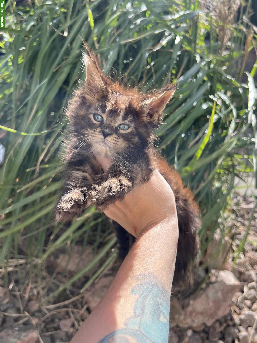 Maine Coon Kitten mit Stammbaum (Poly)