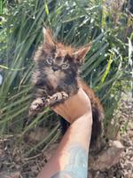 Maine Coon Kitten mit Stammbaum (Poly)