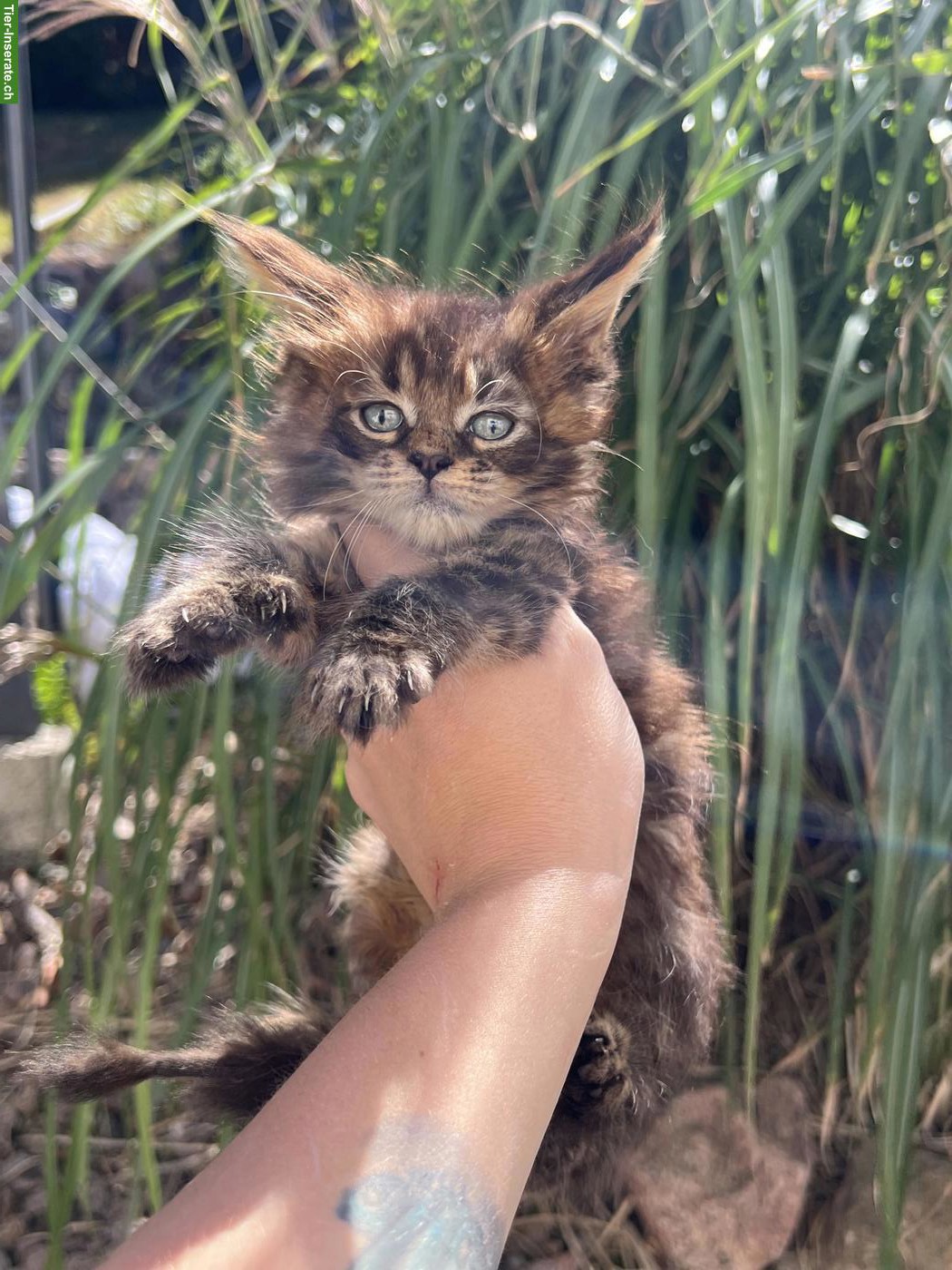 Bild 2: Maine Coon Kitten mit Stammbaum (Poly)