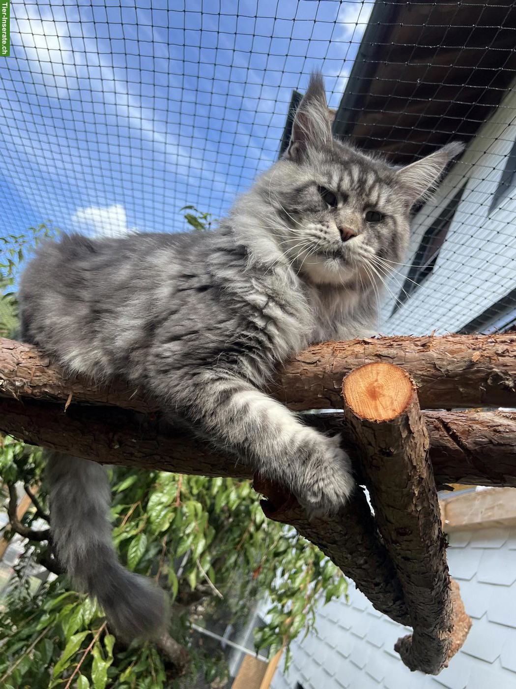 Bild 3: Maine Coon Kitten mit Stammbaum (Poly)