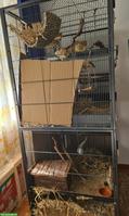 3 Ratten Weibchen mit grossem Käfig & Zubehör